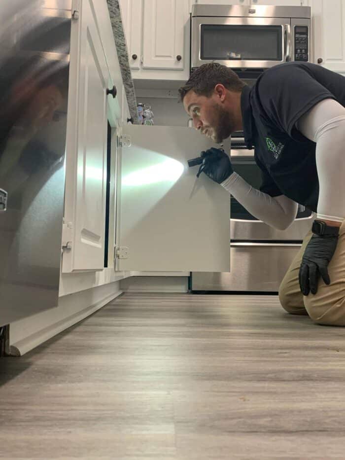 All South Pest Control – Our Solution